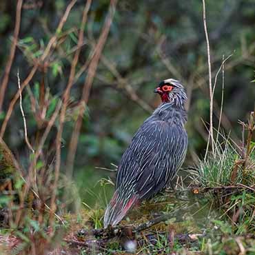 BIRDING AT SINGALILA