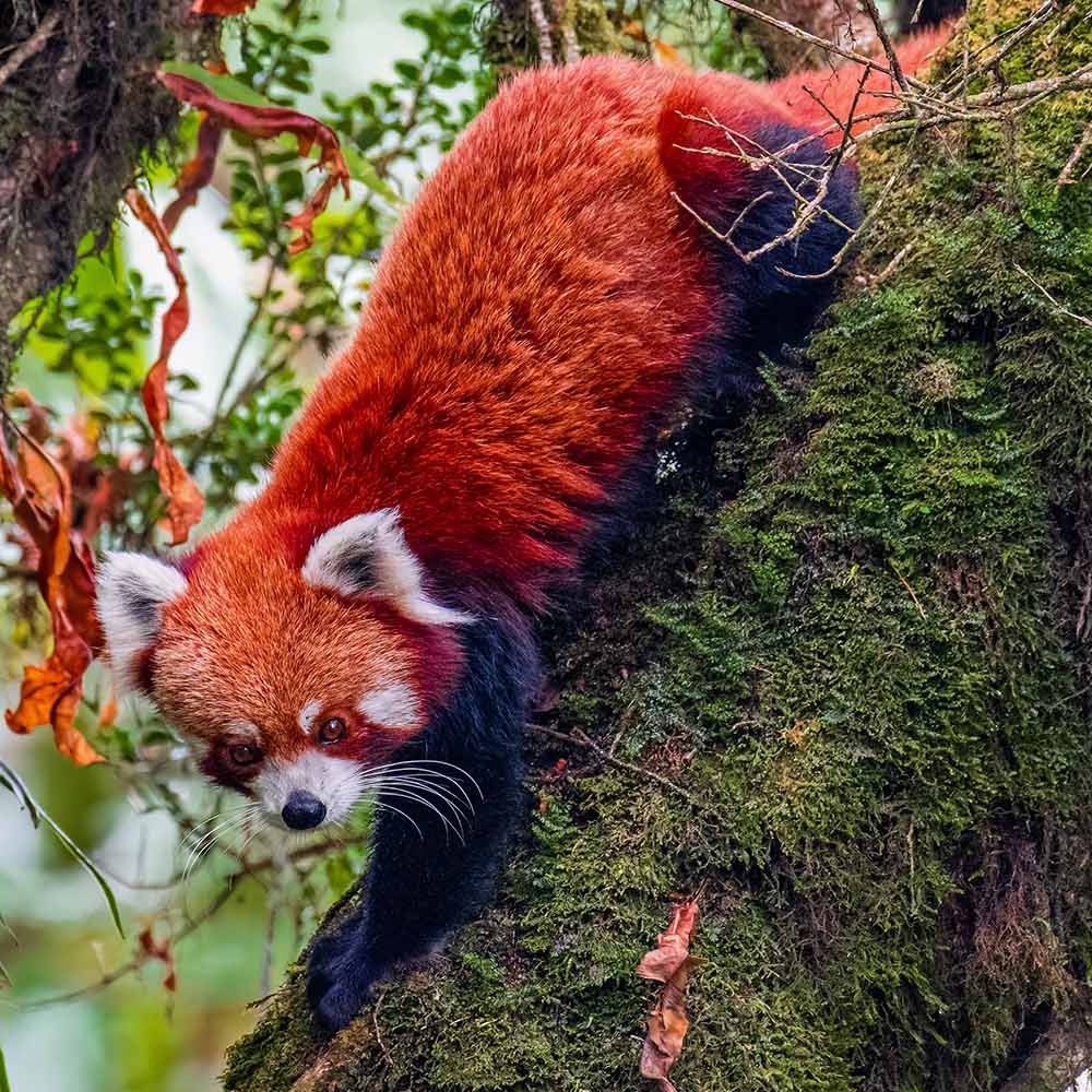 RED PANDA EXPEDITION