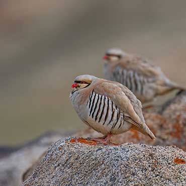 WILDLIFE AND BIRDING TOUR LADAKH